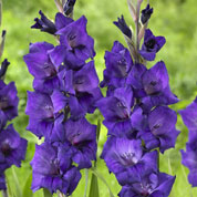 Gladiola 'Purple flora'
